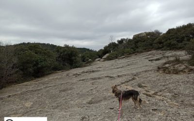 TRA UN CIAPPO ED UN PICNIC, INCISIONI RUPESTRI A FINALE LIGURE