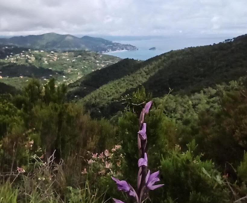 PUNTA CRENA-GROTTA DEI FALSARI e ritorno