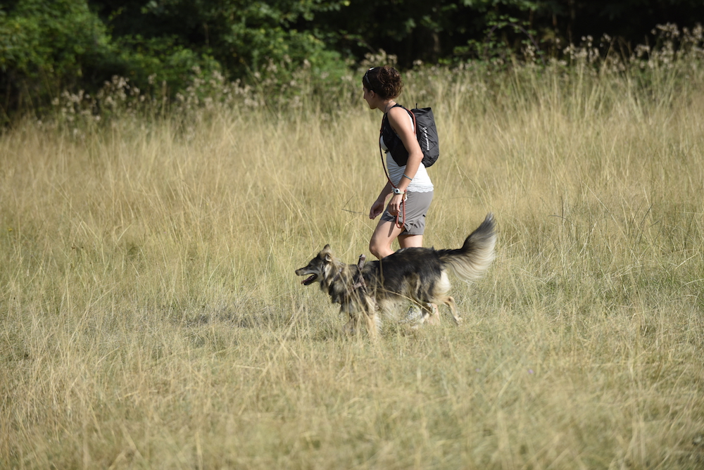 Trekking “a 4 zampe”, escursionismo con il cane